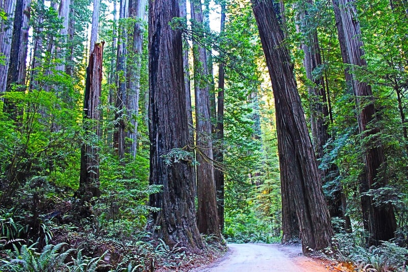 Redwood National and State Parks